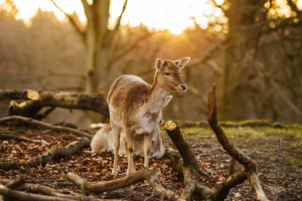 Cerfs Dans Une Forêt Près Aarhus Danemark Europe Belle Scène — Photo