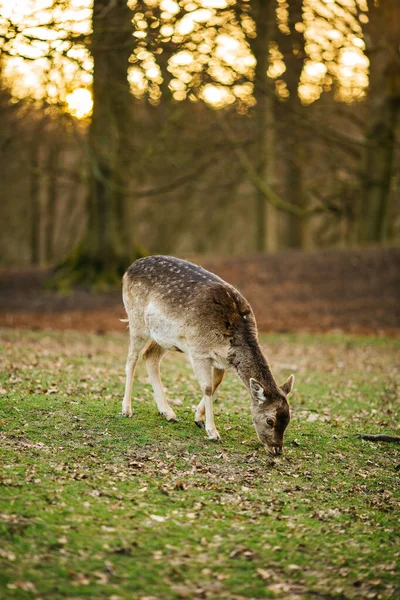 Hirsche Einem Wald Bei Aarhus Dänemark Europa Schöne Tierwelt — Stockfoto