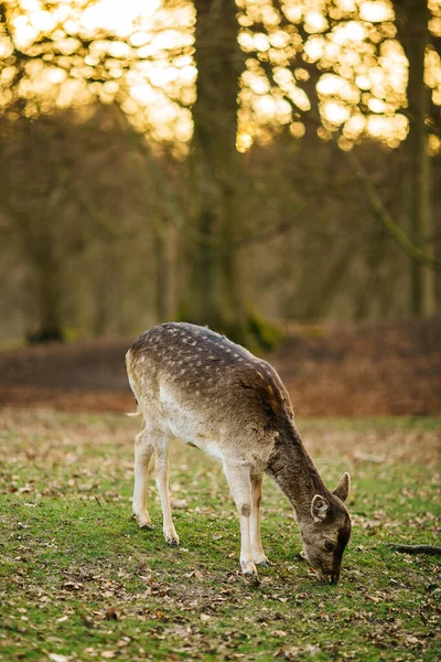 Ciervos Bosque Cerca Aarhus Dinamarca Europa Hermosa Escena Vida Salvaje —  Fotos de Stock