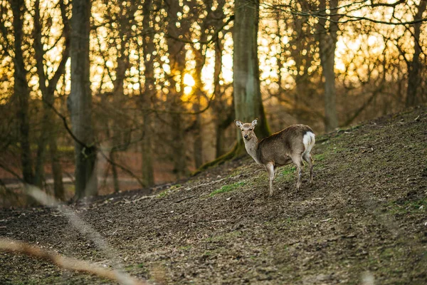 Cervi Una Foresta Vicino Aarhus Danimarca Europa Bella Scena Della — Foto Stock