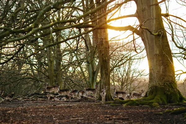 Cerfs Dans Une Forêt Près Aarhus Danemark Europe Belle Scène Photos De Stock Libres De Droits