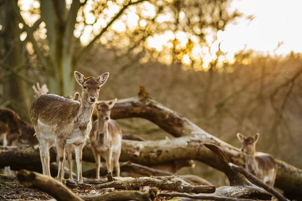 Deers Forest Aarhus Denmark Europe Beautiful Wildlife Scene Stock Photo