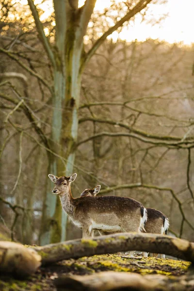 Jelenie Lesie Niedaleko Aarhus Dania Europa Piękna Scena Dzikiej Przyrody Obrazek Stockowy