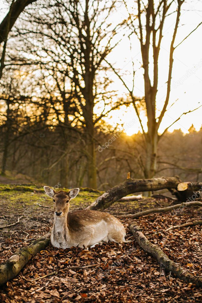 Deers  in a forest near Aarhus, Denmark, Europe. Beautiful wildlife scene.