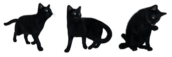 Schwarze Katzen Verschiedenen Posen — Stockfoto