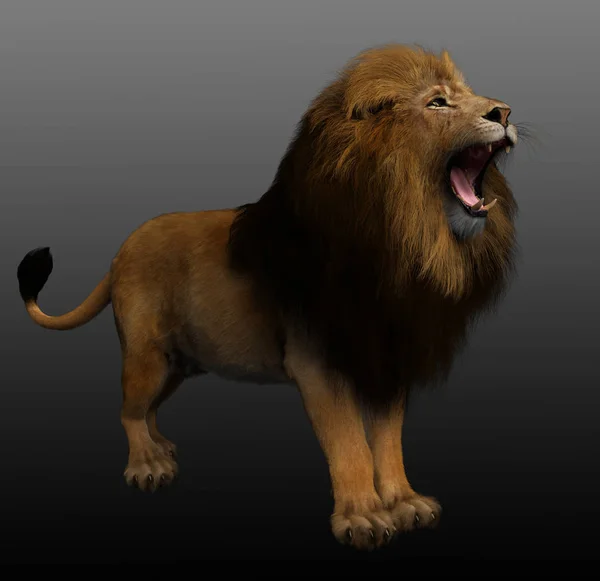 Cgi Rooking Golden Lion — стоковое фото