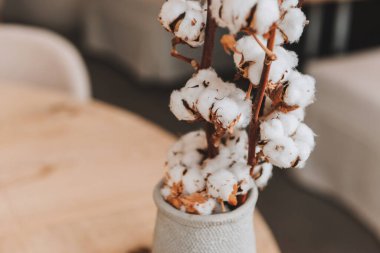 Cotton branches in a vase as interior decoration