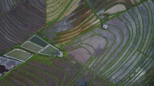 Rice Fields Agriculture View Fields Air Aerial View Rice Terraces — Stock Video