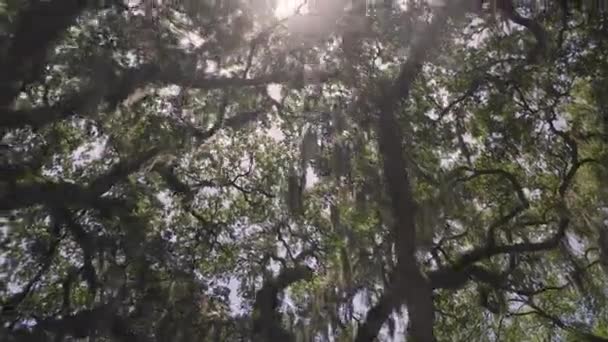 Quartier Historique Savannah Avec Des Chênes Vivants Couverts Mousse Espagnole — Video