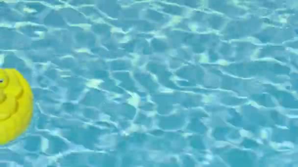 Una Famiglia Papere Squeaky Gialle Piscina Agosto 2017 Paesi Bassi — Video Stock