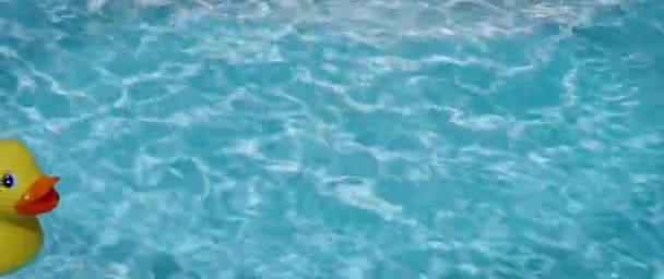 Una Familia Patitos Chirriantes Amarillos Piscina Ago 2017 Alemania — Vídeos de Stock