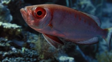 Hilal-kuyruk Kocagözlü (Priacanthus hamrur) portre baş, göz ve fin, bir büyük göz, Wakatobi, Endonezya, ağır çekim gösterilen