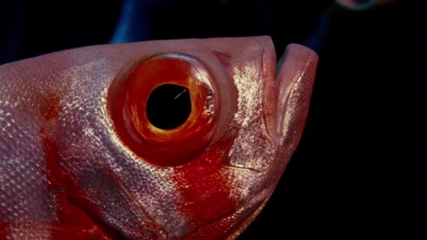 新月尾肥壮 尾大眼 Hamrur 肖像头 眼睛和鳍 显示一大眼睛 Wakatobi 印度尼西亚 慢动作 — 图库视频影像