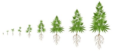 Kenevir bitkisi büyüme döngüsü. Esrar yetiştirme, marihuana tohumları ekme ve kenevir ekme büyüme vektör illüstrasyonunun aşamaları