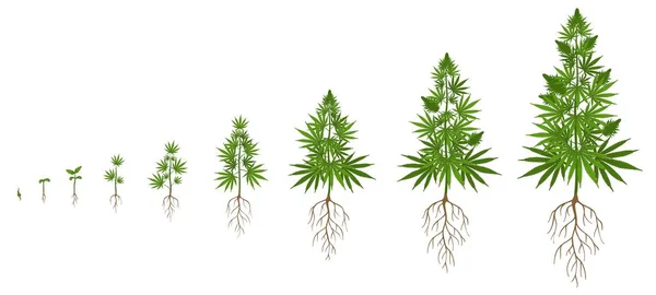 Ciclo de crescimento de plantas de cânhamo. Cultivo de cannabis, plantio de sementes de maconha e plantas de cânhamo estágios de crescimento ilustração vetor — Vetor de Stock