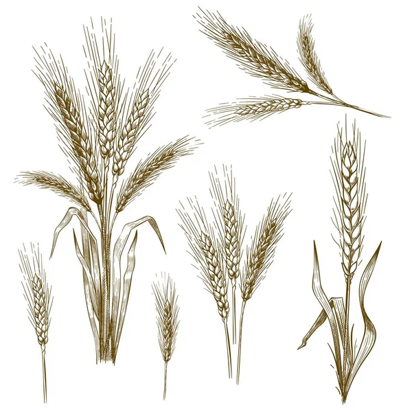 Oreille de blé dessinée main. Jeu d'illustrations vectorielles pour croquis de grains, épis de blé et grains de boulangerie — Image vectorielle