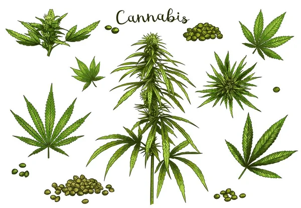 Cannabis disegnata a mano a colori. Semi di canapa verde, schizzo foglia di cannabis e marijuana germoglio vettore illustrazione set — Vettoriale Stock