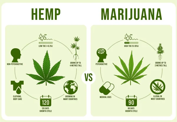 Hanf gegen Marihuana-Infografiken. Cannabisblatt, niedrige und hohe thc-Vektorabbildung — Stockvektor