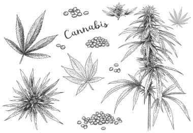 Cannabis hand drawn. Hemp seeds, leaf sketch and cannabis plant vector illustration set clipart