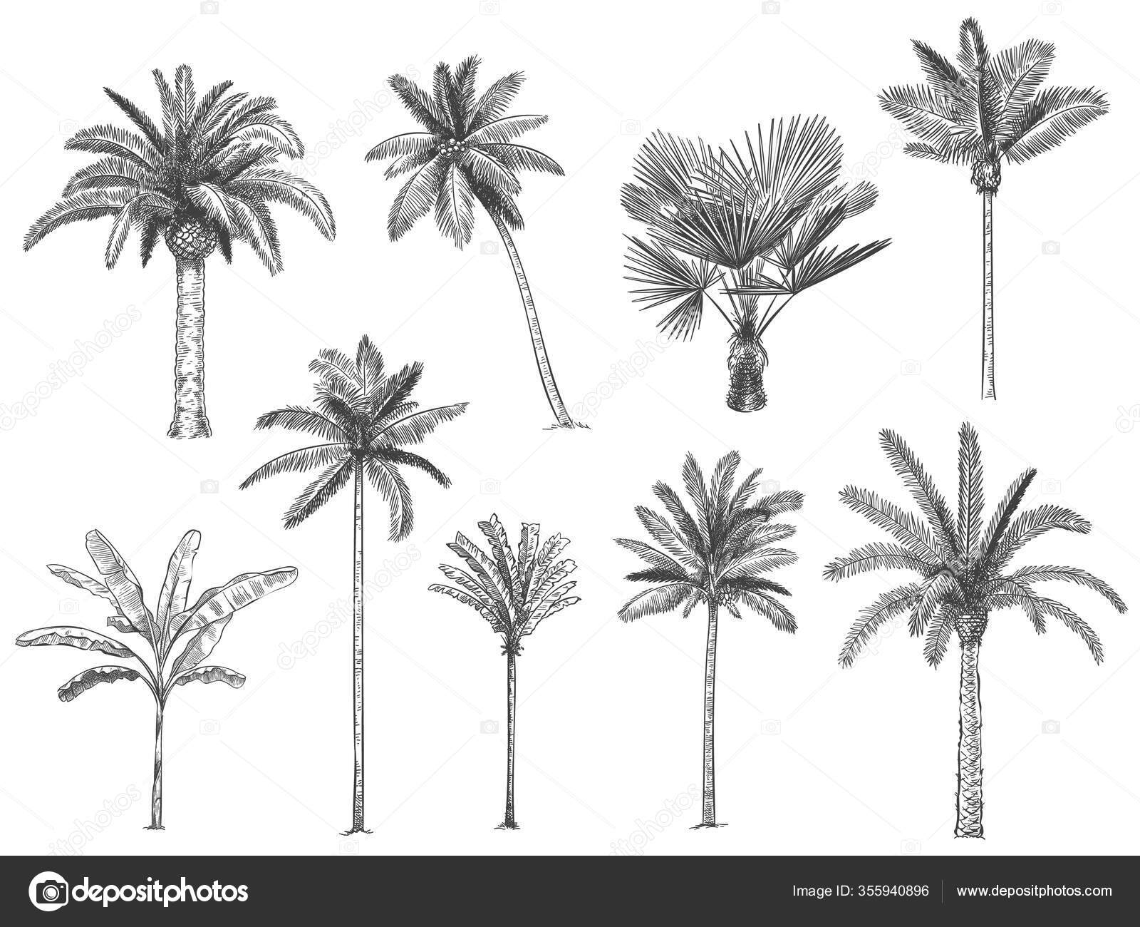 手绘热带棕榈树。矢量集图库矢量图©tartila.stock.gmail.com 355940896, image size:1600x1300