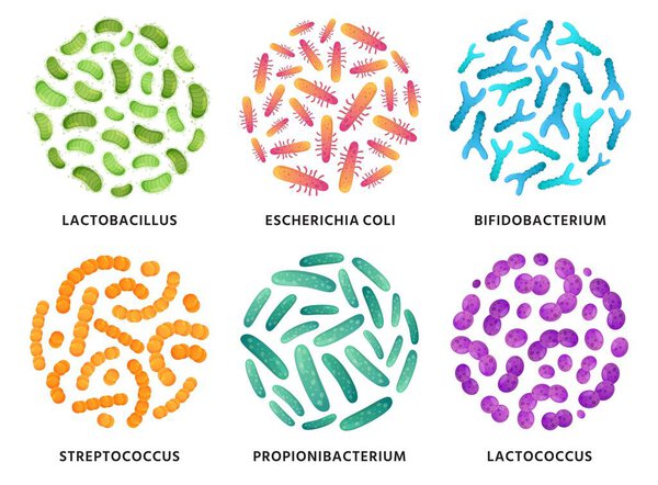 Пробиотики. Lactobacillus, bifidobacterium и lactococcus пробиотические бактерии в кругу. Хороший векторный набор бактерий
