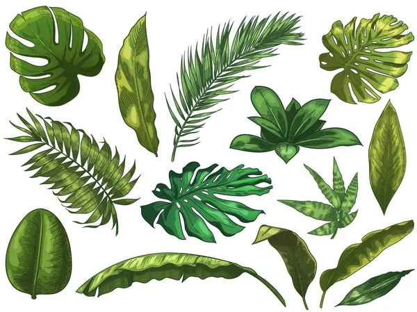 Yeşil tropik yapraklar. Elle çizilmiş yağmur ormanı doğa yaprağı, renkler çizilmiş canavar yaprağı çizimi vektör illüstrasyonu seti — Stok Vektör