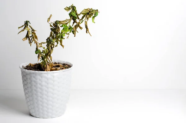 Νεκρό φυτό σε γλάστρα. Η έννοια της ανάρμοστης φροντίδας των φυτών του σπιτιού. Λευκό φόντο — Φωτογραφία Αρχείου