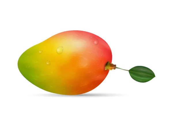 Reife Mango auf weißem Hintergrund — Stockvektor