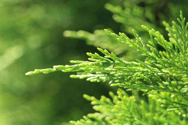 Tak Van Groene Cade Onscherpe Achtergrond Zonnige Dag — Stockfoto