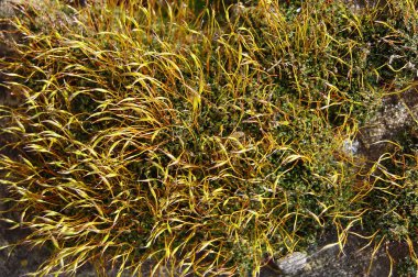 Taşlar üzerinde büyüyen güzel bahar yosun