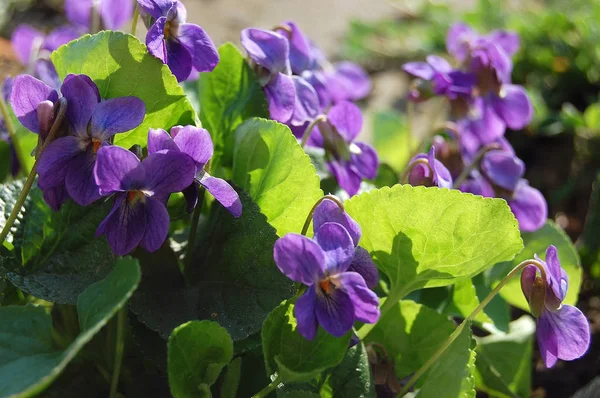 Кущ Весняних Квітів Фіолетовий — стокове фото