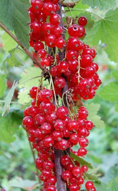 Frenk üzümlü dal.