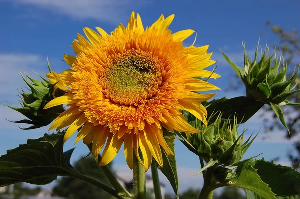 Girasole Giallo Contro Cielo Blu — Foto Stock