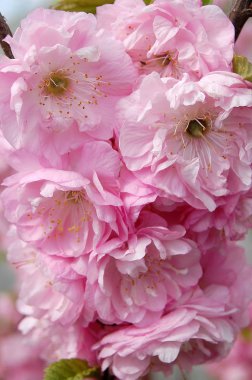 Louisiana'nın güzel çalı çiçek açması