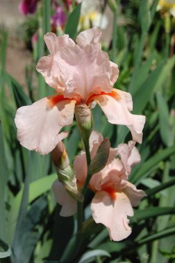 Çiçekli Bahçe güzel kokulu süsen