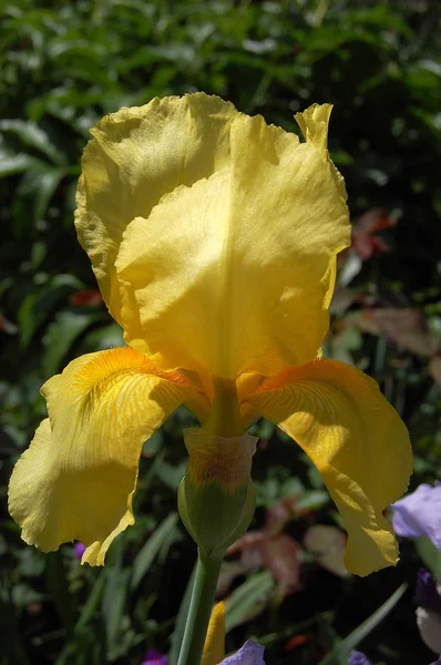 花の庭の香りアイリス — ストック写真