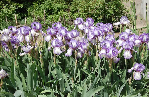 Blühender Garten Duftende Schwertlilien — Stockfoto