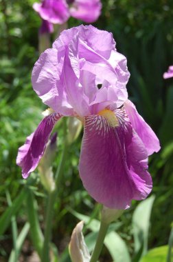 Çiçekli Bahçe güzel kokulu süsen