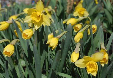 erken sarı nergis çiçek açtı