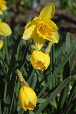 erken sarı nergis çiçek açtı