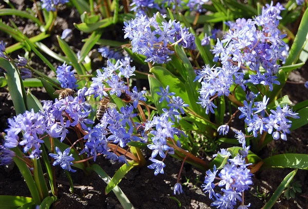 Перші Весняні Квіти Проліска — стокове фото