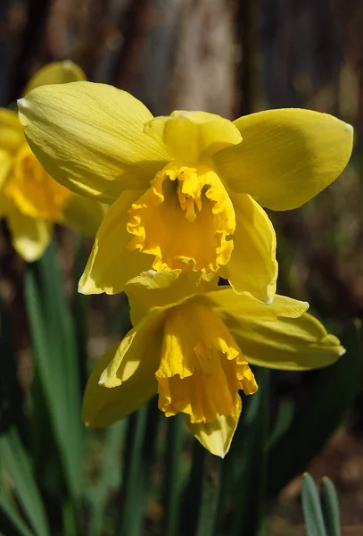 Tidiga Gula Påskliljor Blommade — Stockfoto