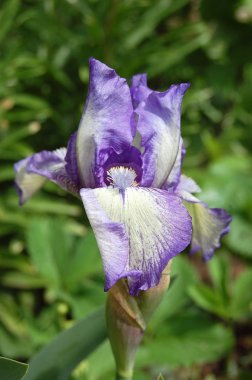 Bahar, çiçek kokulu süsen