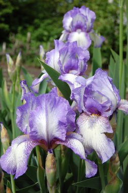 Bahar, çiçek kokulu süsen