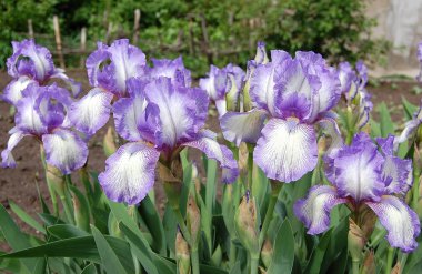 Bahar, çiçek kokulu süsen