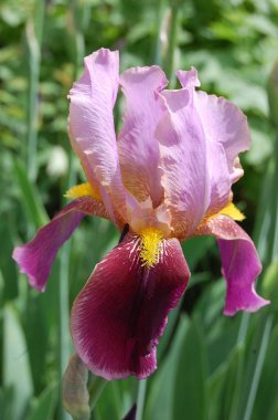 Bahar, çiçek kokulu süsen