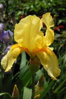 Bahar, çiçek kokulu süsen