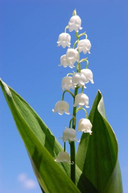 ihale, kokulu Mayıs lily vadi