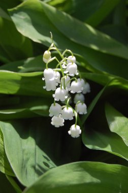 ihale, kokulu Mayıs lily vadi