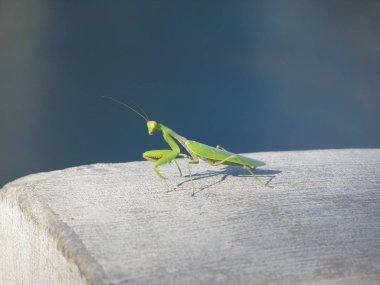 Güç ve grace Mantis